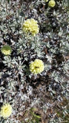 Eriogonum douglasii