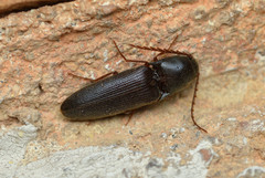 Megapenthes insignis