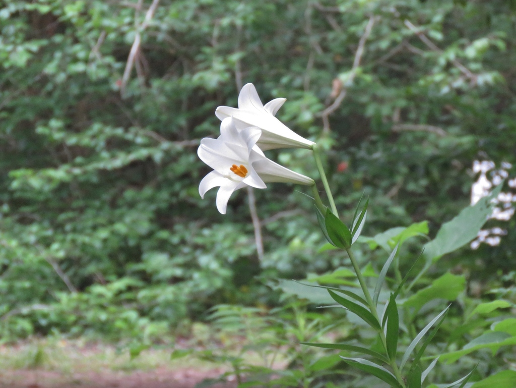 Lilium longiflorum, Smith Oaks Sanctuary, High Island, TX, US