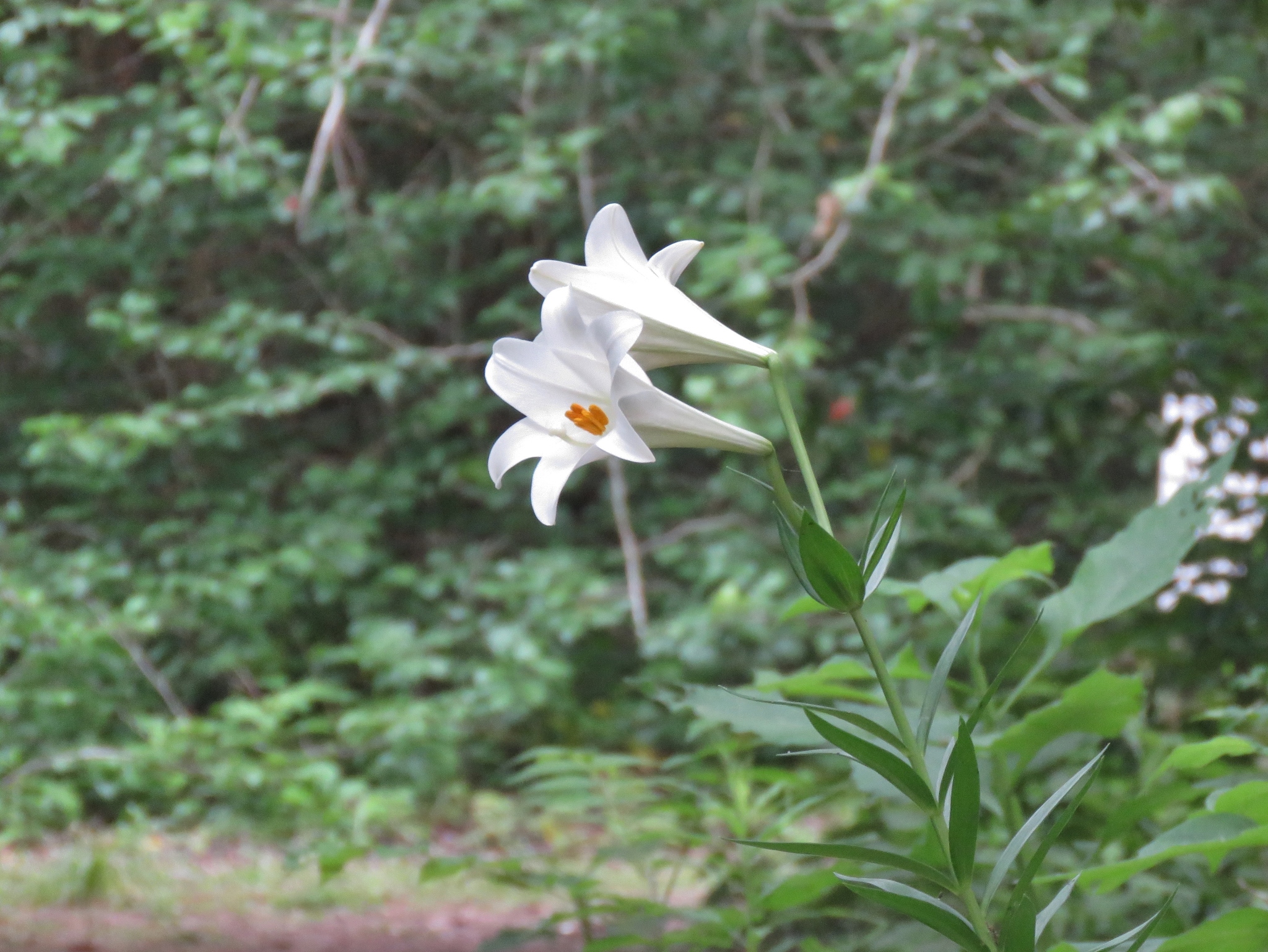 Lilium longiflorum: pôvod a využitie — fotografia 1
