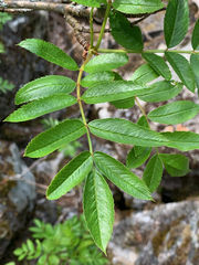 Sorbus sitchensis sitchensis
