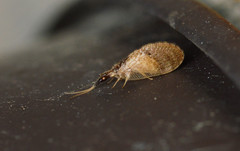 Sympherobius barberi