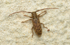 Eupogonius pauper