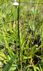 Eriocaulon decangulare image