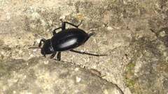 Blaps lusitanica