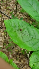Leiobunum ventricosum