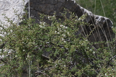 Mimosa aculeaticarpa biuncifera