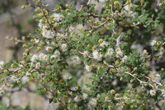 Mimosa aculeaticarpa biuncifera