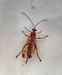 Echthromorpha