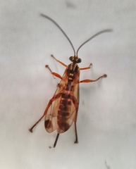 Echthromorpha