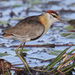 Lesser Jacana - Photo (c) Jerry Oldenettel, some rights reserved (CC BY-NC-SA)