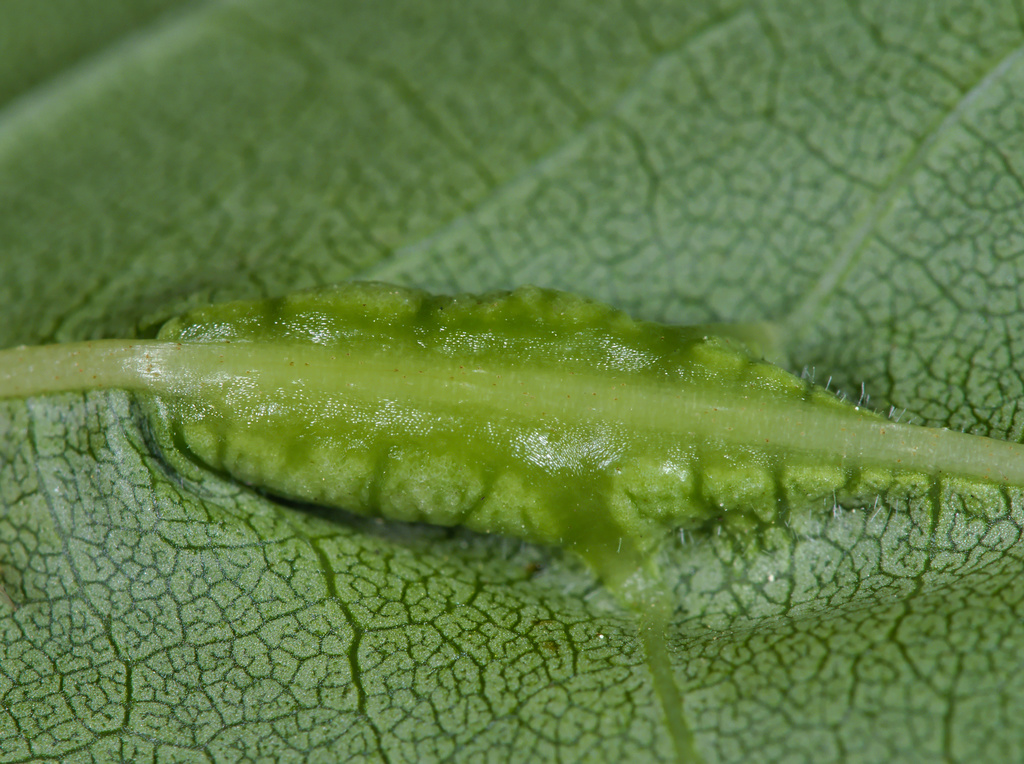 Dasineura acrophila