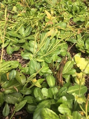Arabis stelleri
