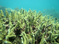 Porites cylindrica