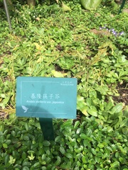 Arabis stelleri