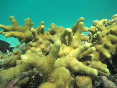 Porites cylindrica