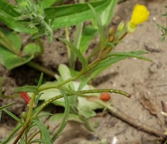 Camissonia sierrae sierrae