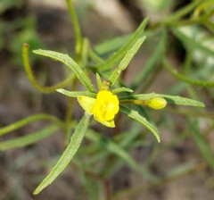 Camissonia sierrae sierrae