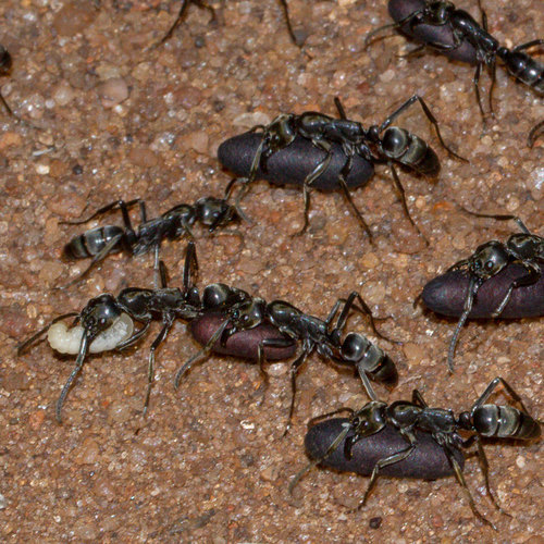 Matabele Ant