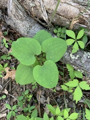 Smilax ecirrhata