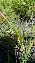 Agrostis pallens