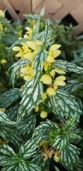 Lamium galeobdolon flavidum