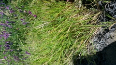 Agrostis pallens