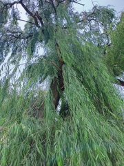 Salix babylonica