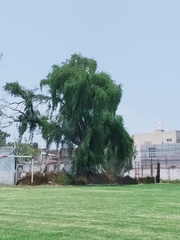 Salix babylonica