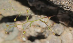 Nemacladus orientalis