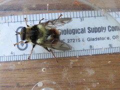 Criorhina bubulcus