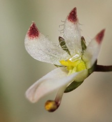 Nemacladus orientalis