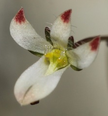 Nemacladus orientalis