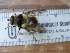 Criorhina bubulcus