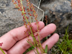 Rumex acetosella
