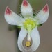Nemacladus orientalis - Photo 由 Nathan Taylor 所上傳的 (c) Nathan Taylor，保留部份權利CC BY-NC