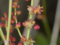 Rumex acetosella