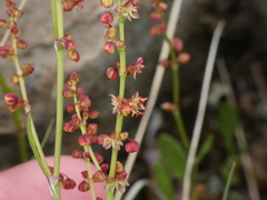 Rumex acetosella