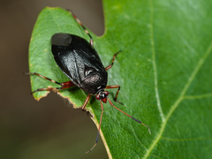 Deraeocoris trifasciatus