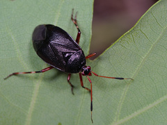 Deraeocoris trifasciatus