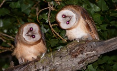 American Barn Owl photo 6