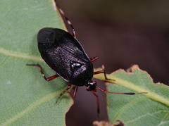 Deraeocoris trifasciatus
