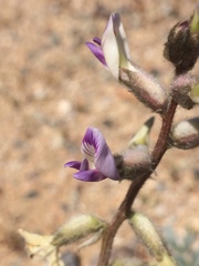 Astragalus layneae