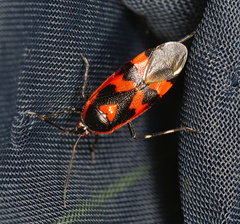 Deraeocoris trifasciatus