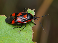 Deraeocoris trifasciatus