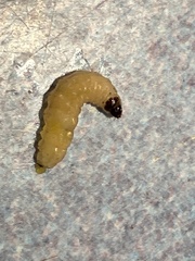 Eichlinia cucurbitae