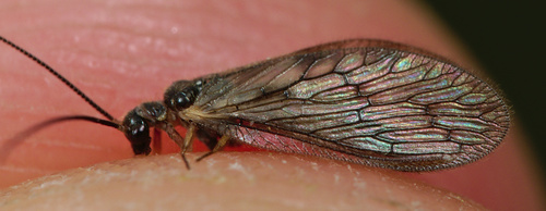 Sympherobius klapaleki