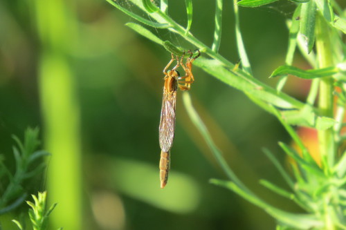 Leptogaster texana
