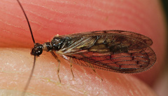 Sympherobius klapaleki