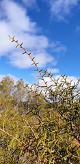 Acacia nyssophylla